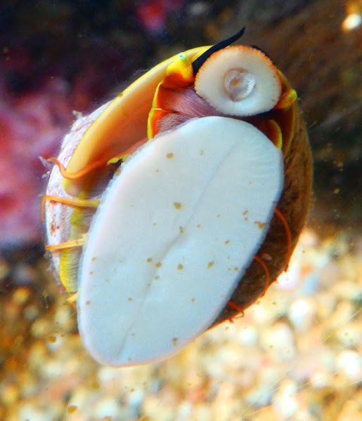 Wavy turban snail Project Noah