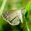 Dark Grass Blue