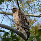 Red-shouldered Hawk