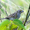 Grassland Sparrow