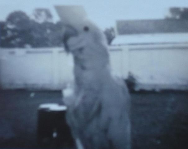 [Parrot6.jpg]