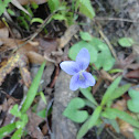 Common Blue Violet