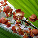 Wallis' Neomoorea Orchid