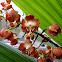 Wallis' Neomoorea Orchid