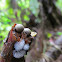 Wolf's Milk and unidentified slime mould