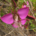 Polygala, Butterfly Bush