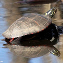 Eastern painted turtle
