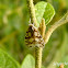 Cixiid Planthopper