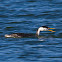 Clark's Grebe
