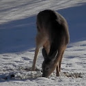 Northern White-tailed Deer + video