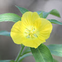 Common Primrose