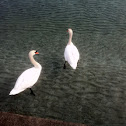 Mute Swan