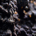 Termite