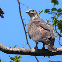 Oriental Honey Buzzard