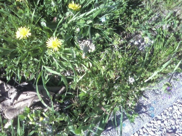 Spotting Image 1