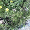 taraxacum officinale