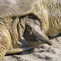 Smooth Softshell Turtle