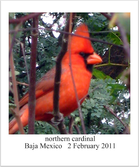 Spotting Image 1