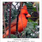 northern cardinal