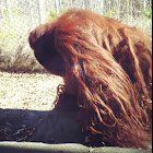 Orangutan