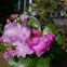 Rododendro. Rhododendron