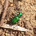 Six-spotted Tiger Beetle