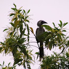 Indian Grey Hornbill