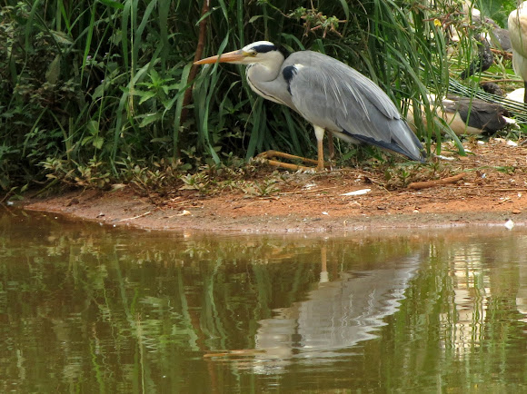 Spotting Image 1