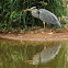 Grey Heron