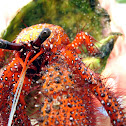 Crab