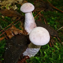 Amethyst Deceiver