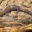 Blue-spotted Salamander