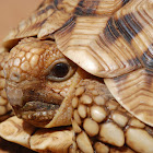 Leopard Tortoise