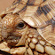 Leopard Tortoise