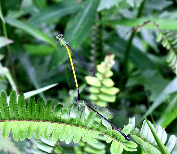 Spotting Image 1