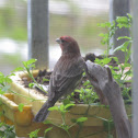 House Finch