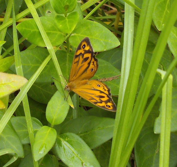 Spotting Image 1