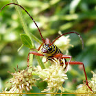 Long horned beetle