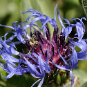 montane knapweed, mountain bluet