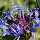 montane knapweed, mountain bluet