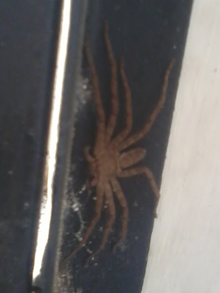 Spotting Image 1