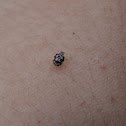 Twenty-Spotted Lady Beetle