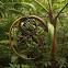 Ivory cane palm