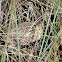 American Bittern