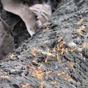 Pharaoh Ant
