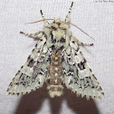Major Sallow