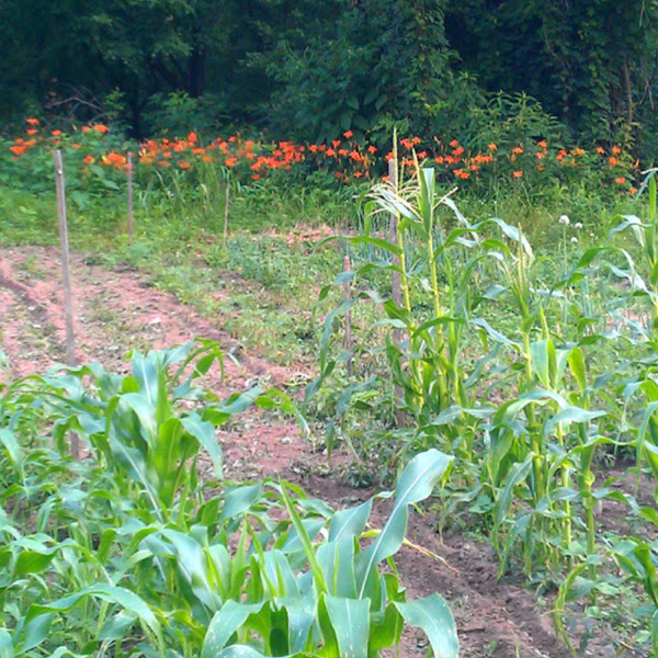 Peaches and Cream Project Noah