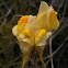 Common toadflax  