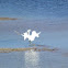 Snowey Egret