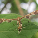 Himmelman's Plume Moth
